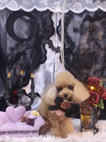 20231019ココちゃん